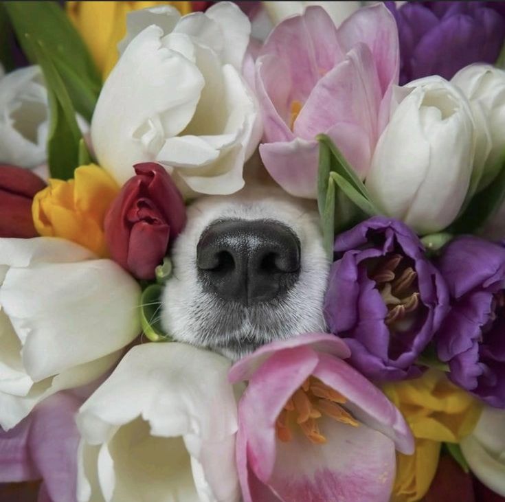 Flora y fauna