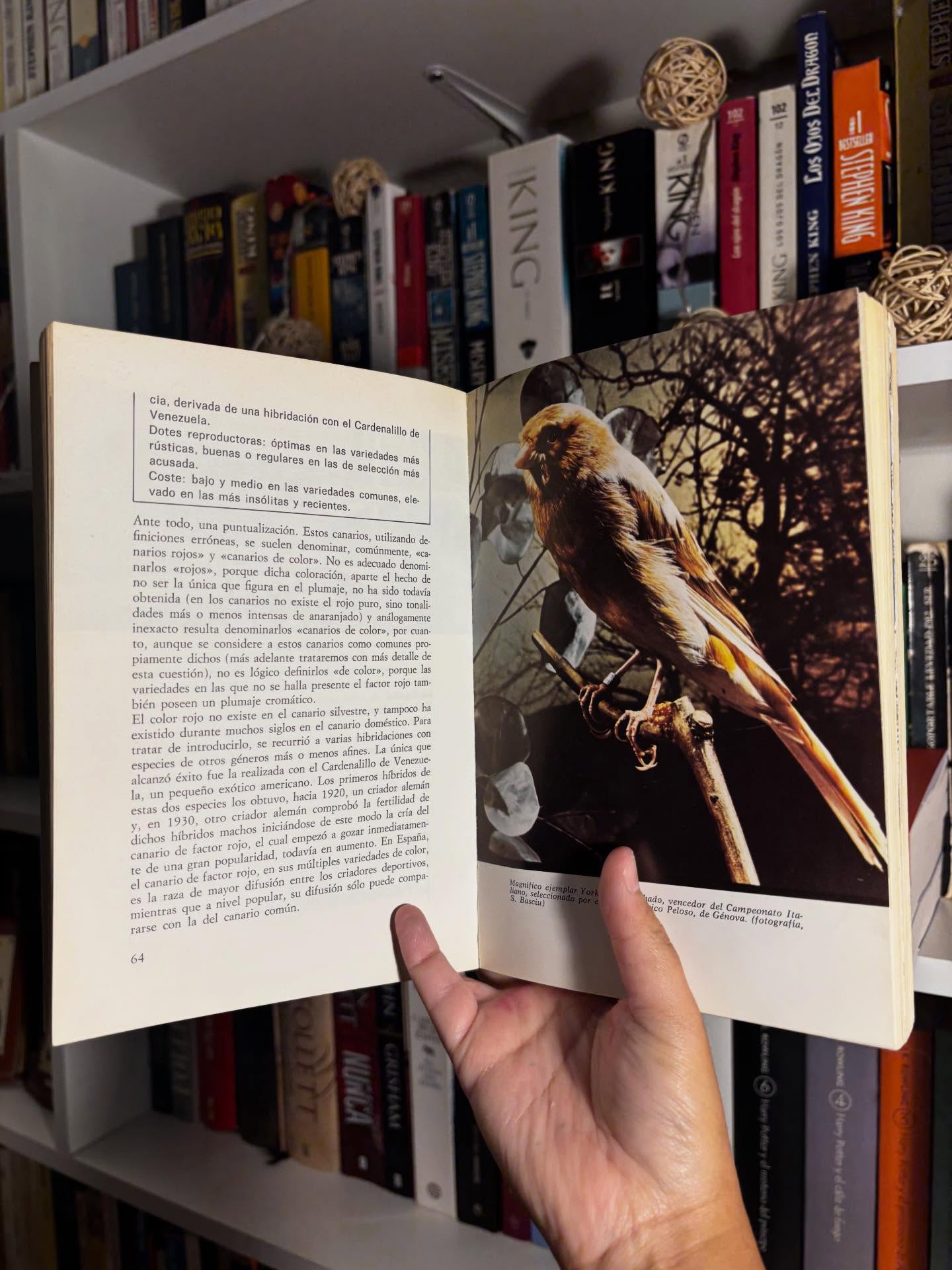 El libro de los canarios - Imagen 7