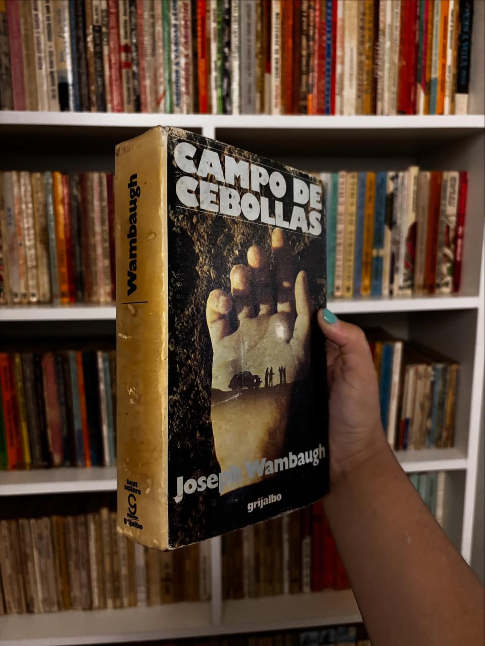 Campo de cebollas - Imagen 2