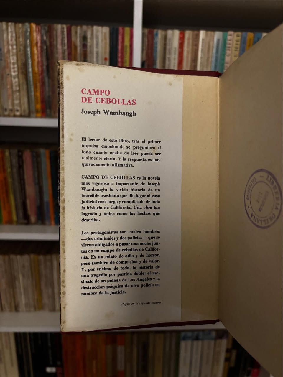 Campo de cebollas - Imagen 3