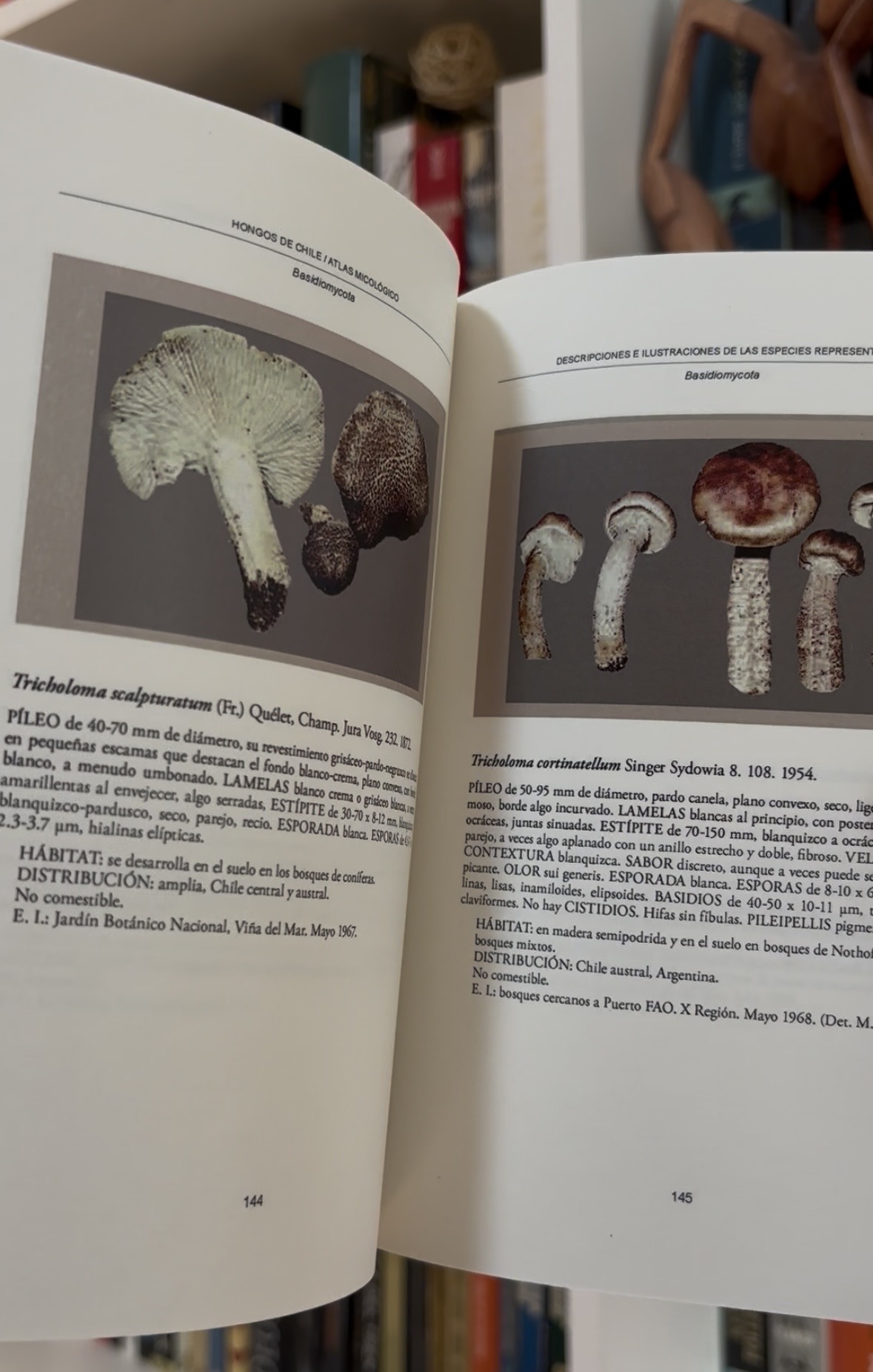 Hongos de Chile, Atlas micológico - Imagen 6