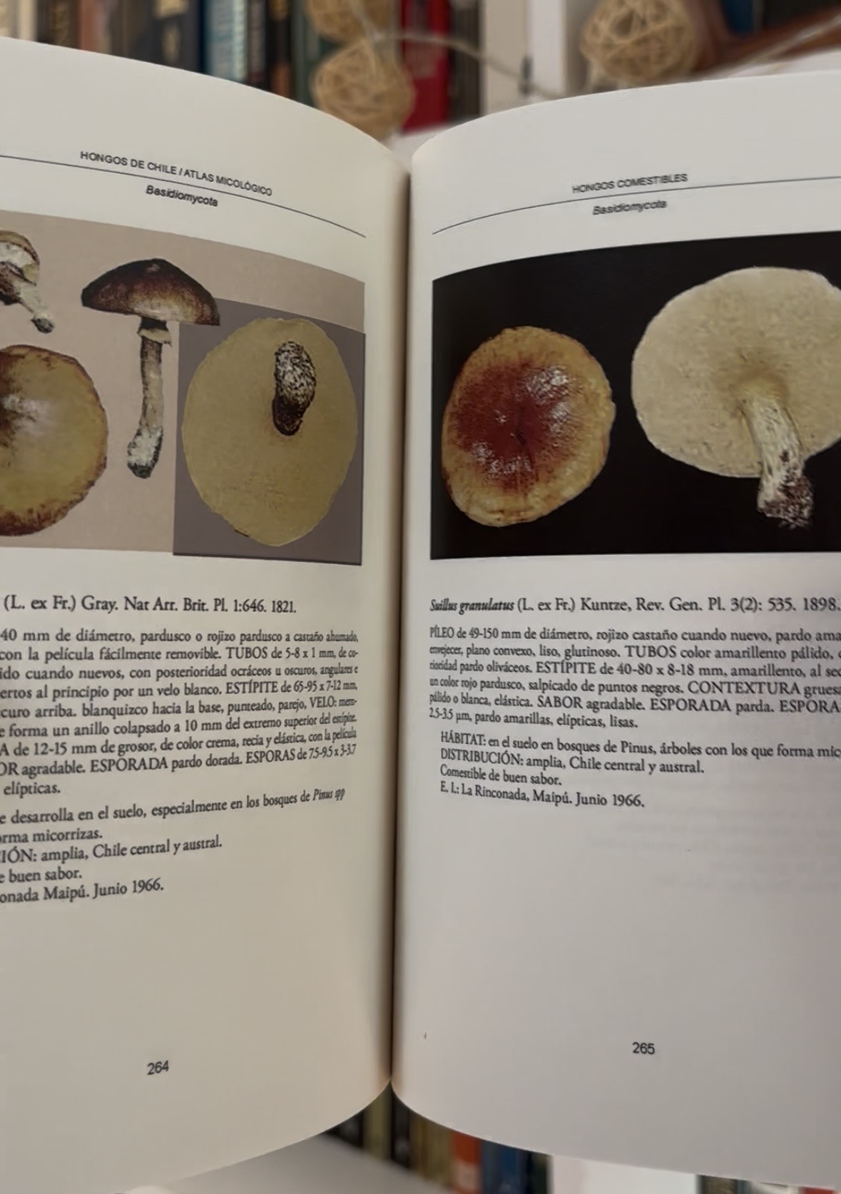 Hongos de Chile, Atlas micológico - Imagen 7