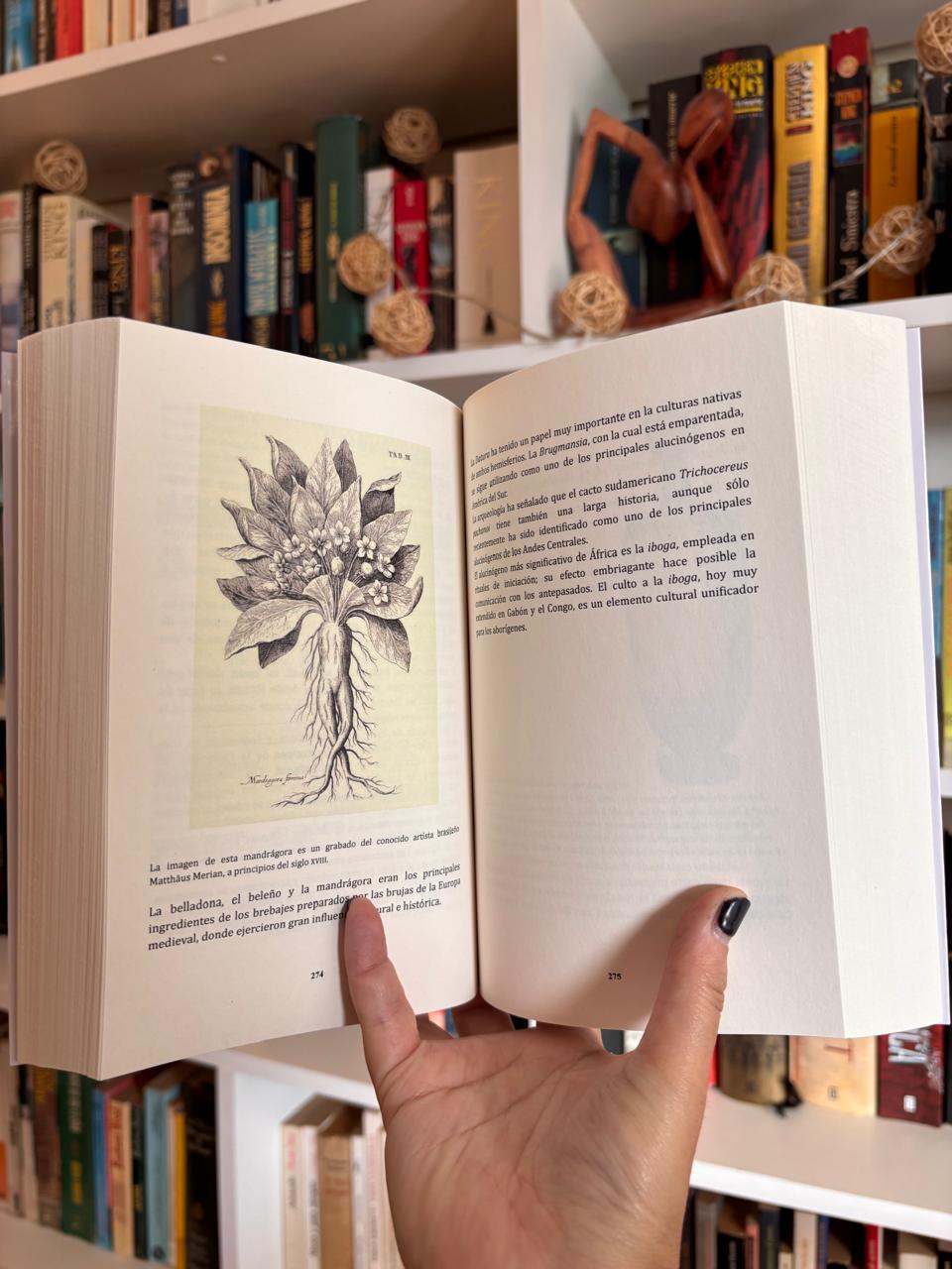Plantas de los Dioses - Imagen 5