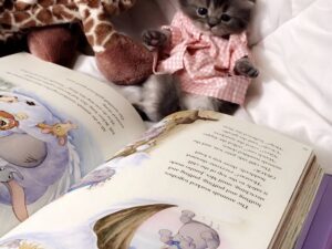 Categorías - Libros Frannie