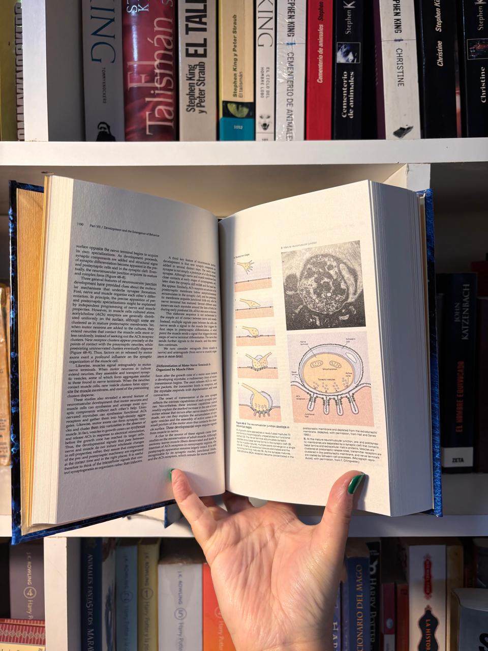 PRINCIPLES OF NEURAL SCIENCE - Versión tapa dura en 3 tomos - Imagen 7